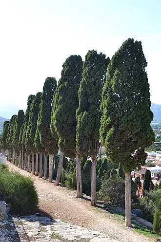 Mediterranean Cypress