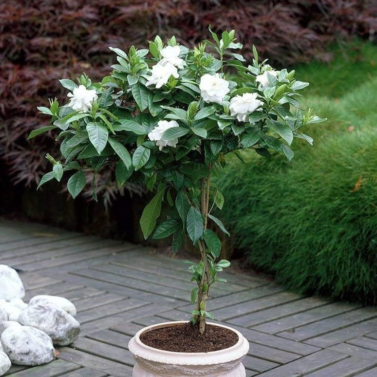 Cape Jasmine