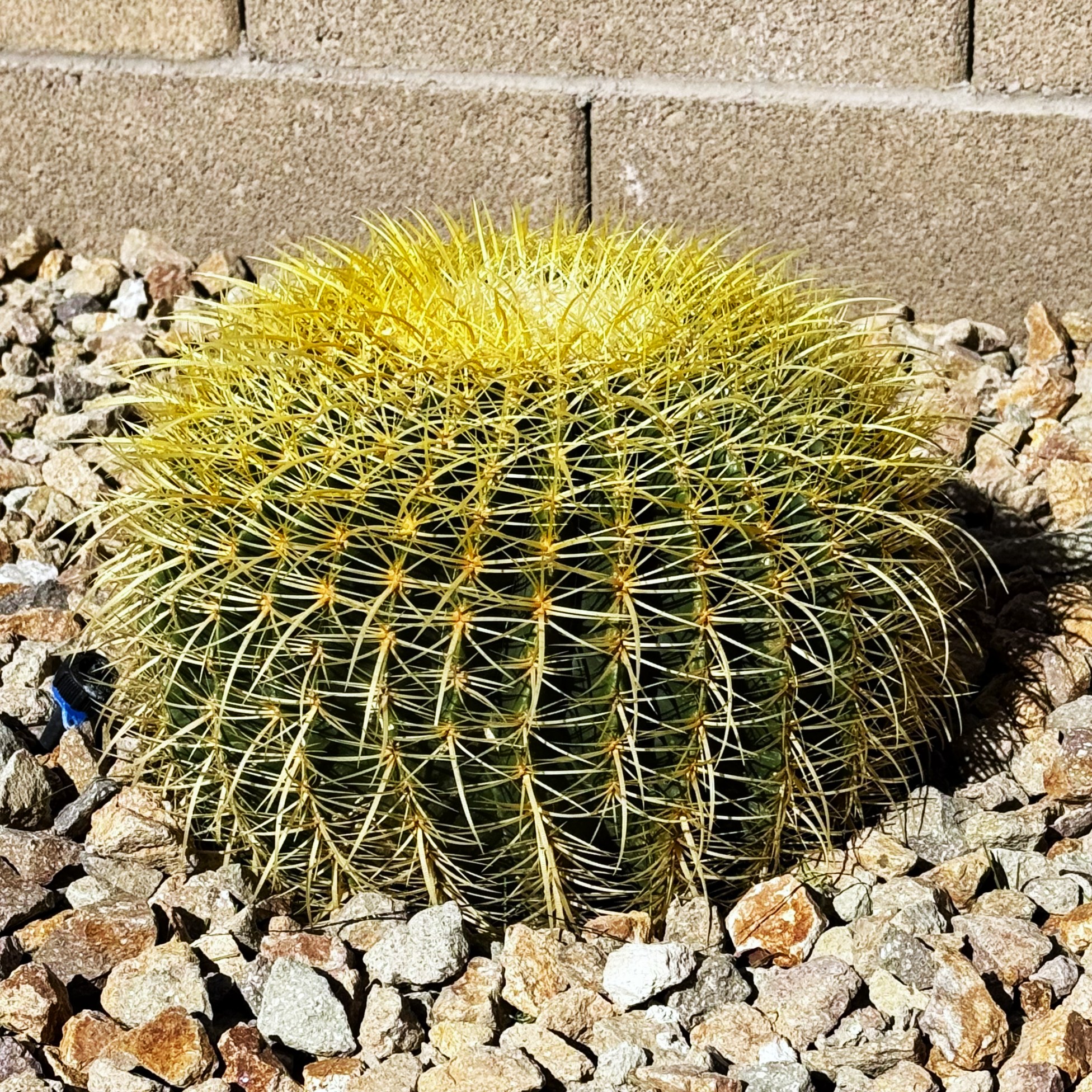 Golden Barrel Cactus