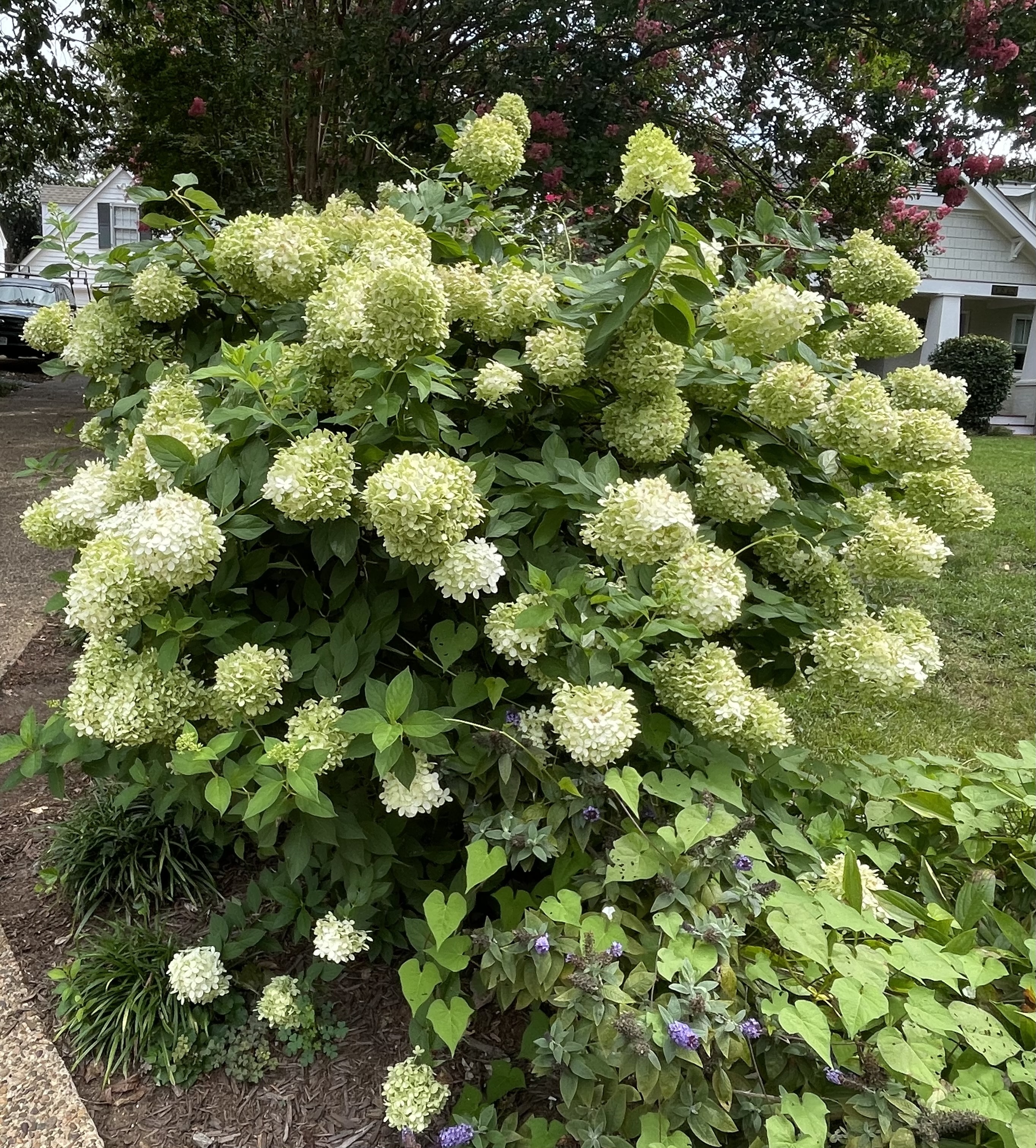 Limelight Hydrangea