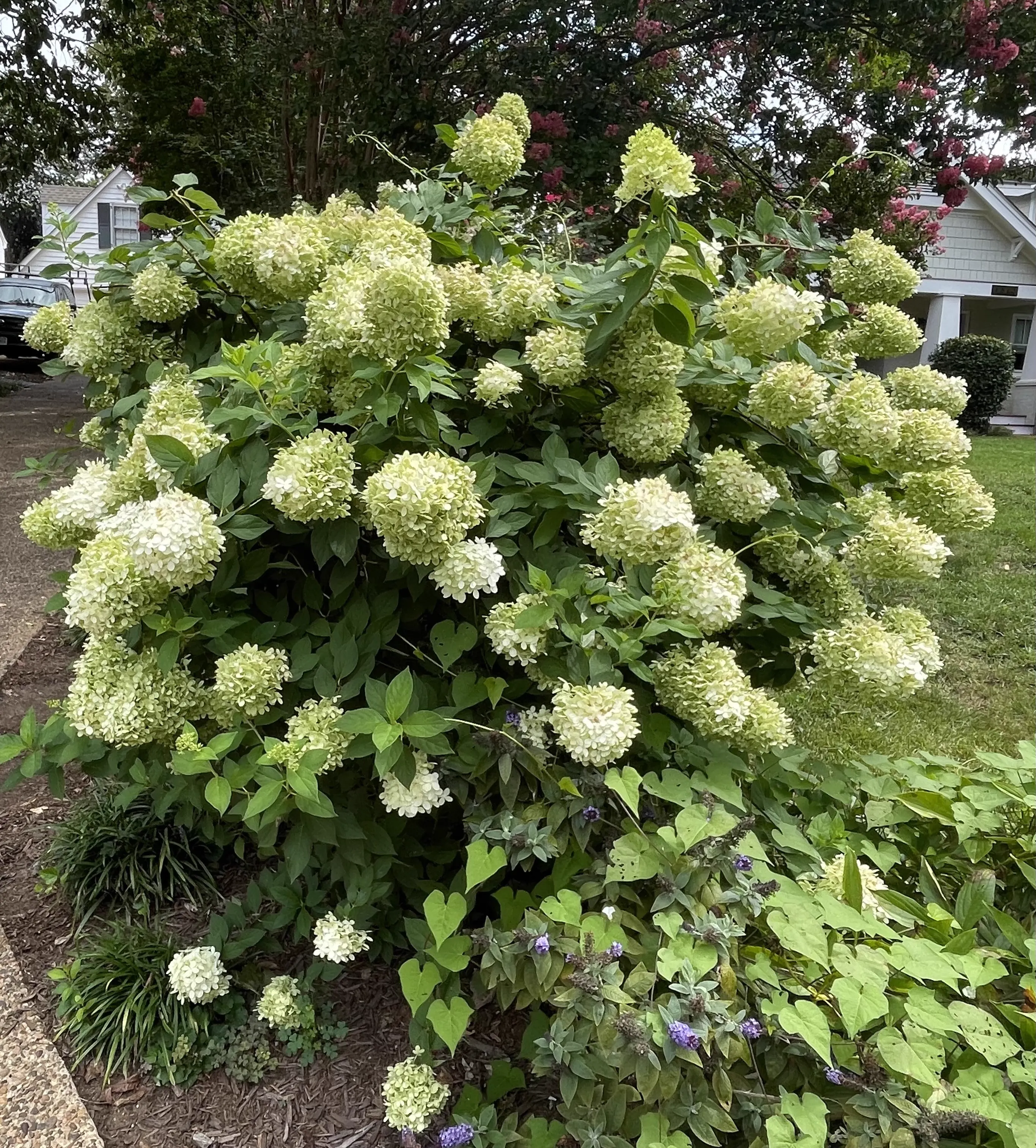 Limelight Hydrangea
